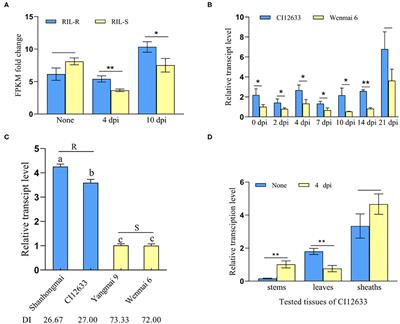 The Wheat Wall-Associated Receptor-Like Kinase TaWAK-6D Mediates Broad Resistance to Two Fungal Pathogens Fusarium pseudograminearum and Rhizoctonia cerealis